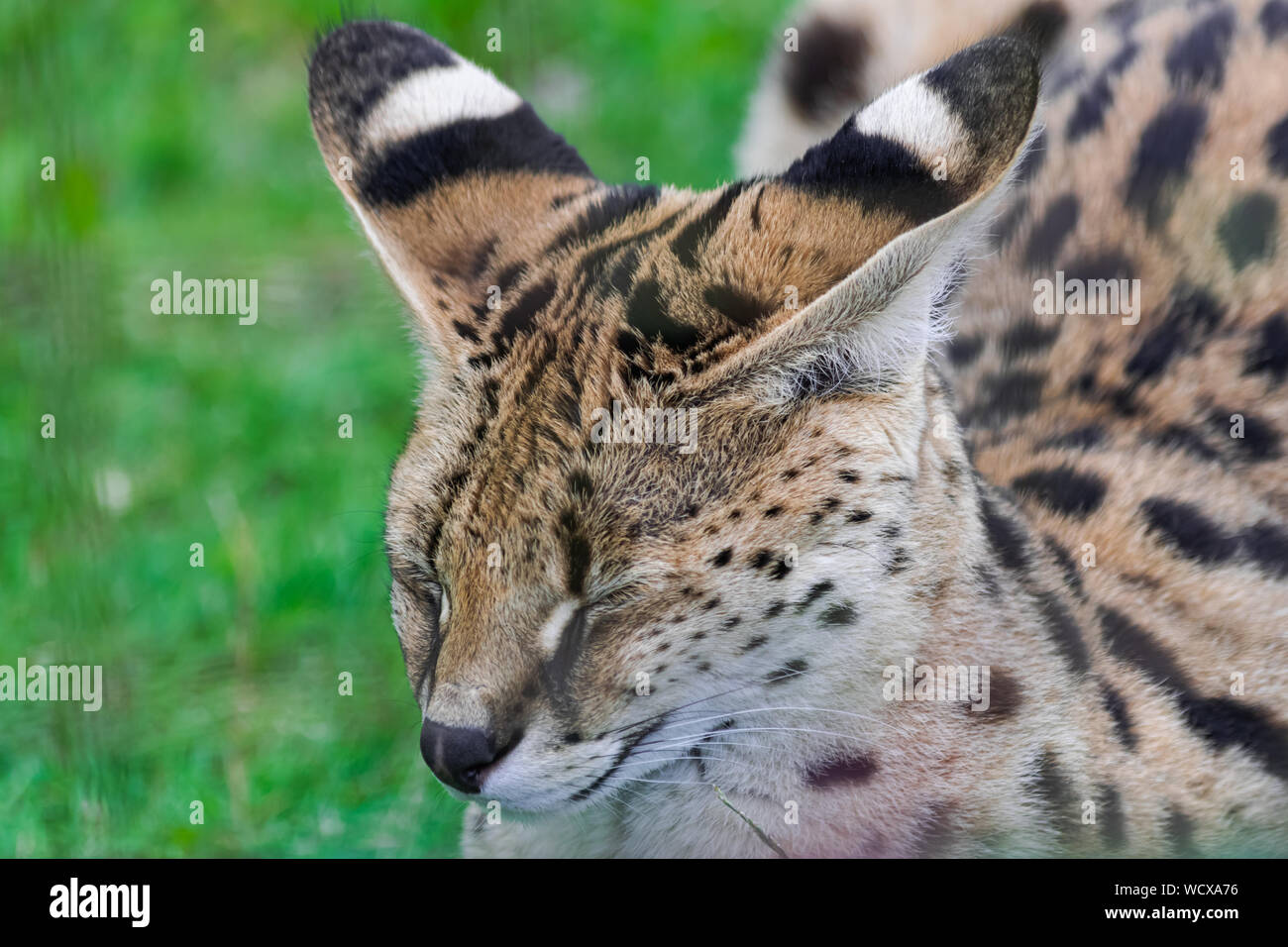 Serval cat (Leptailurus serval), sitting on green grass field, with closed eyes, head portrait Stock Photo