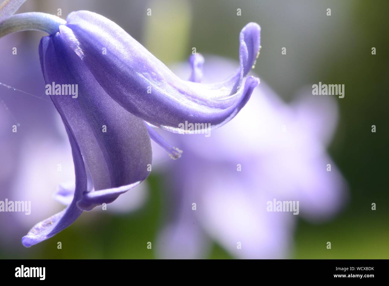 Close-up Of Bluebell Flowers Blooming At Park Stock Photo