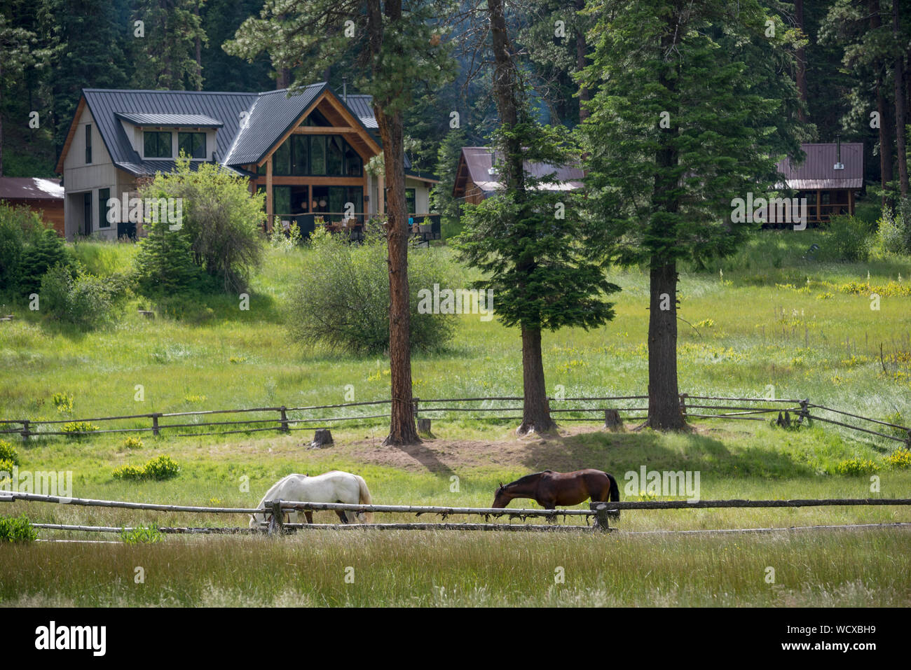 Horses at the Minam River Lodge in Oregon's Wallowa Mountains. Stock Photo