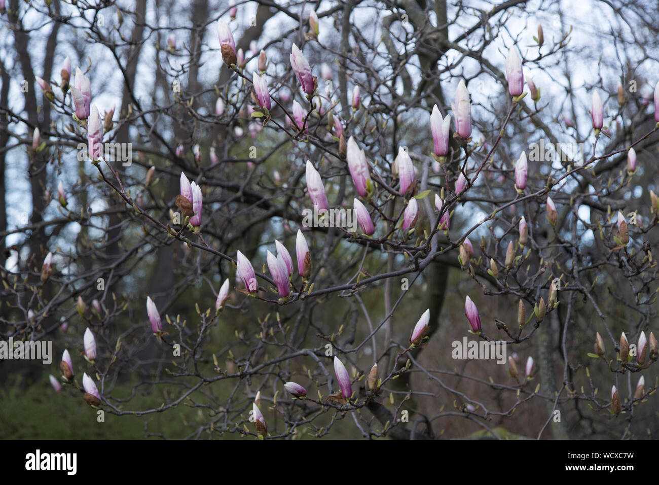 Cherry blossom tree in graveyard hires stock photography and images Alamy