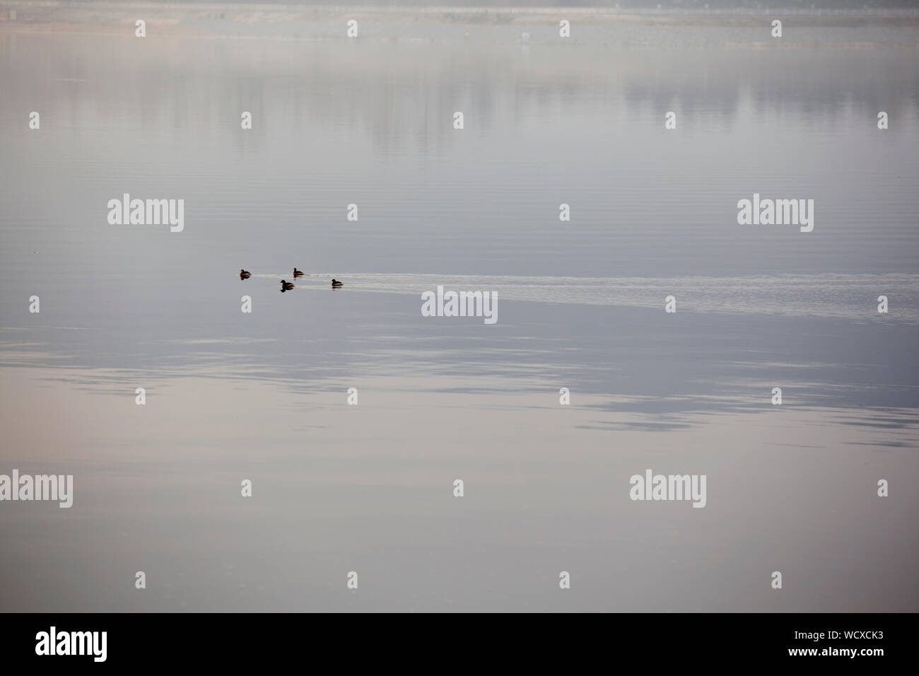 View Of Wild Geese In Calm Water Stock Photo