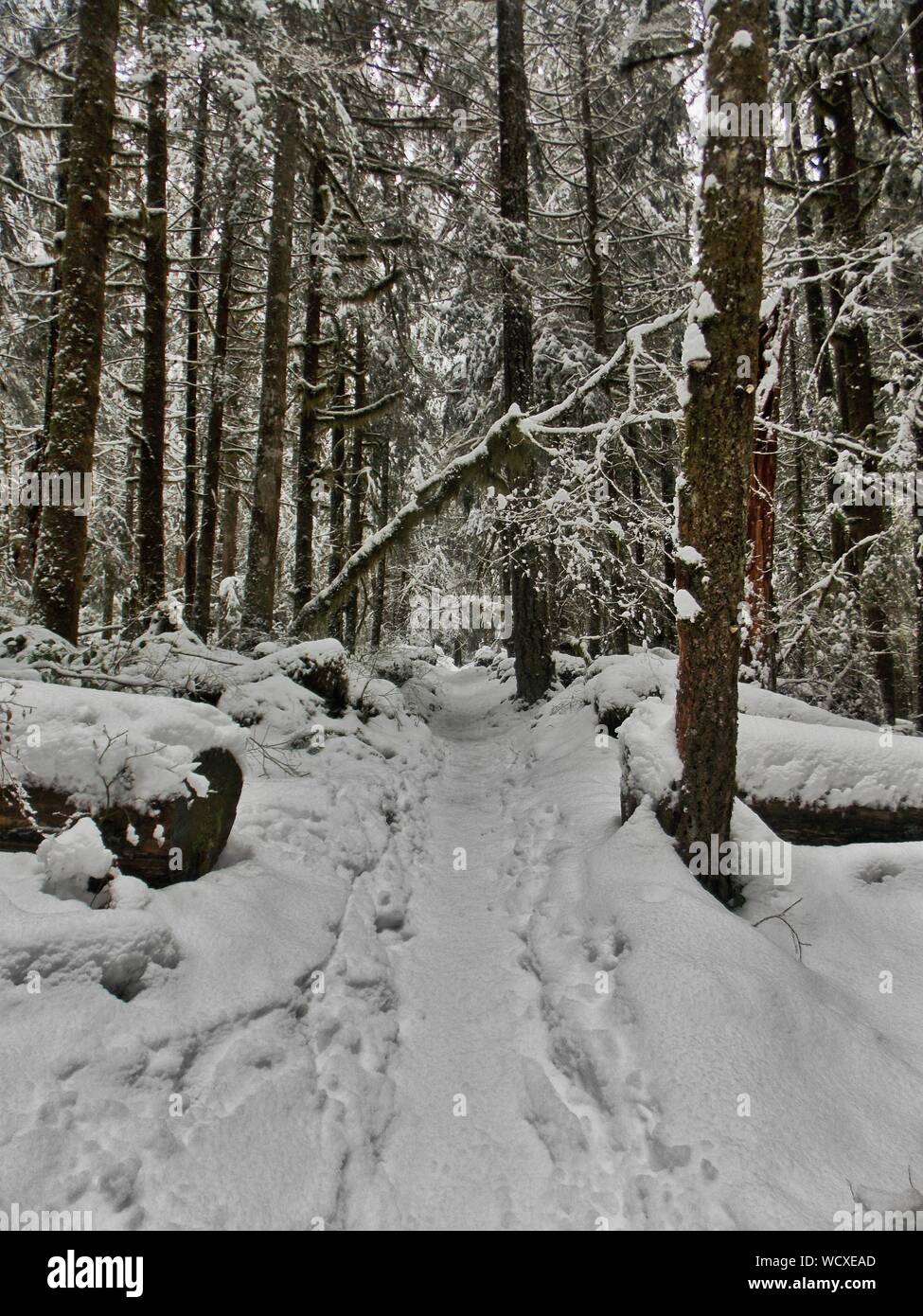 Land covered with trees hires stock photography and images Alamy