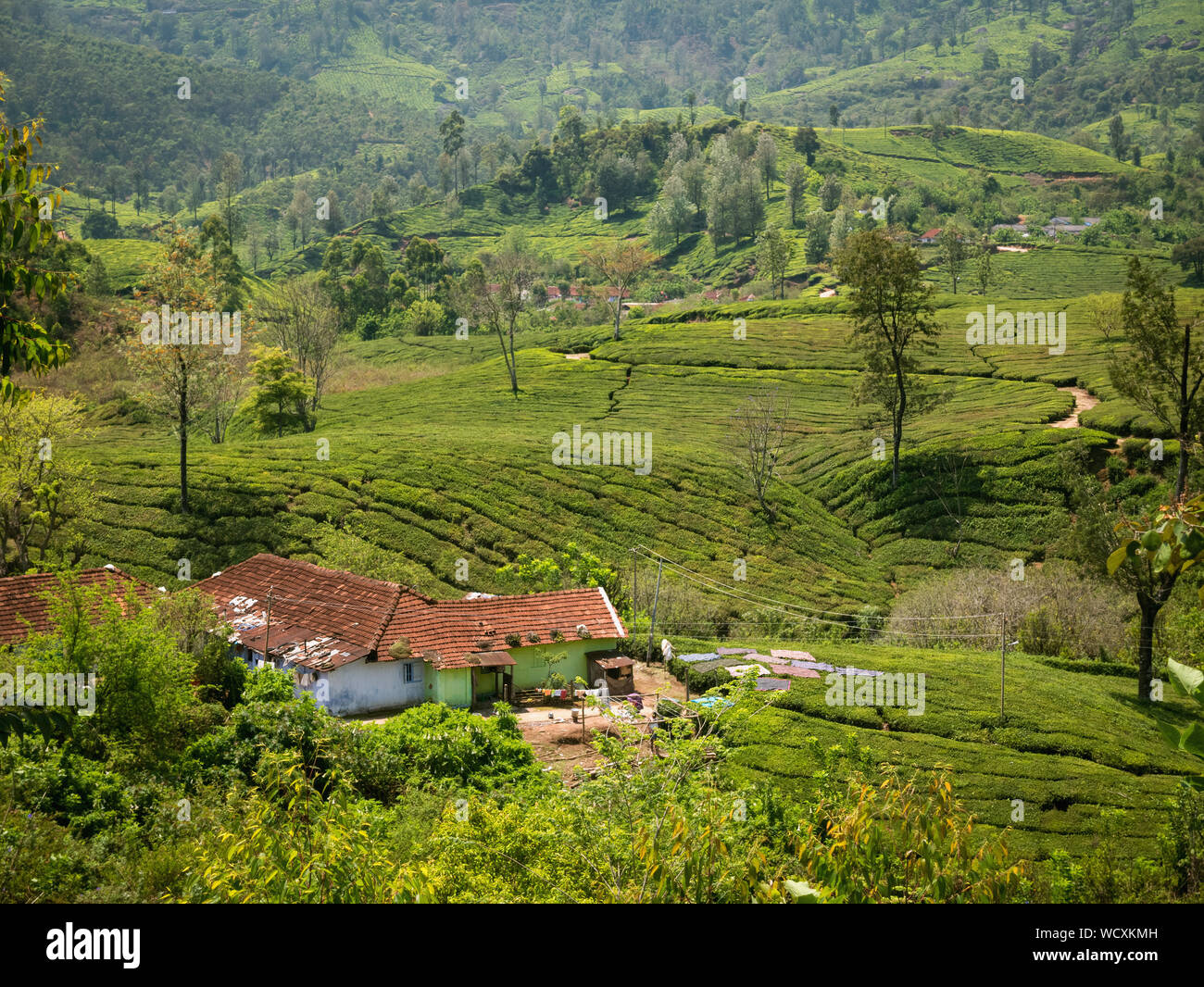 A house on the hill of a Tea Plantation near Munnar, Idukki