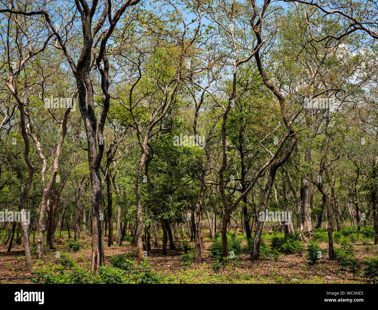 Sandalwood forest near Munnar, Idukki District, Kerala, India, Asia Stock Photo