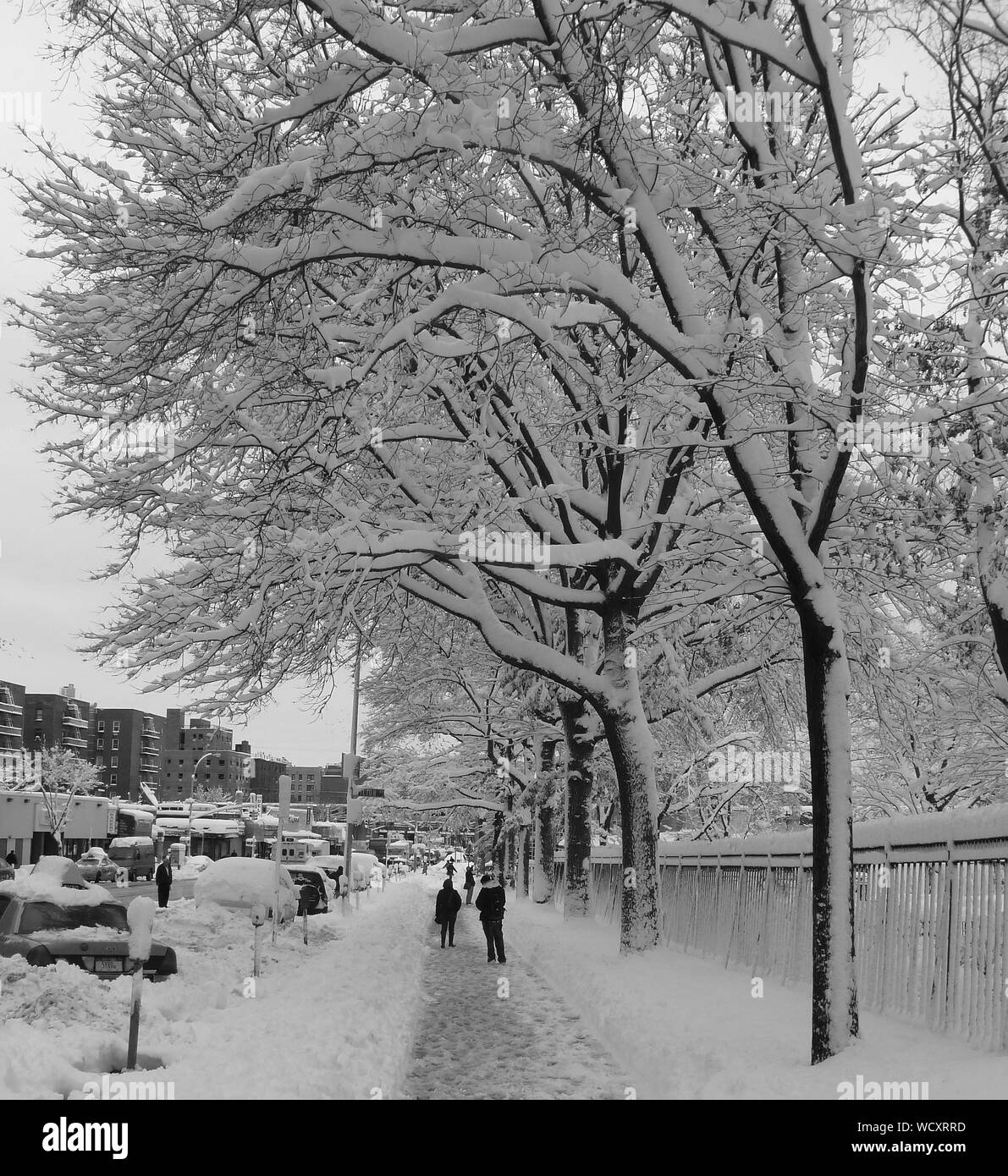 Snow covered growing trees hires stock photography and images Alamy