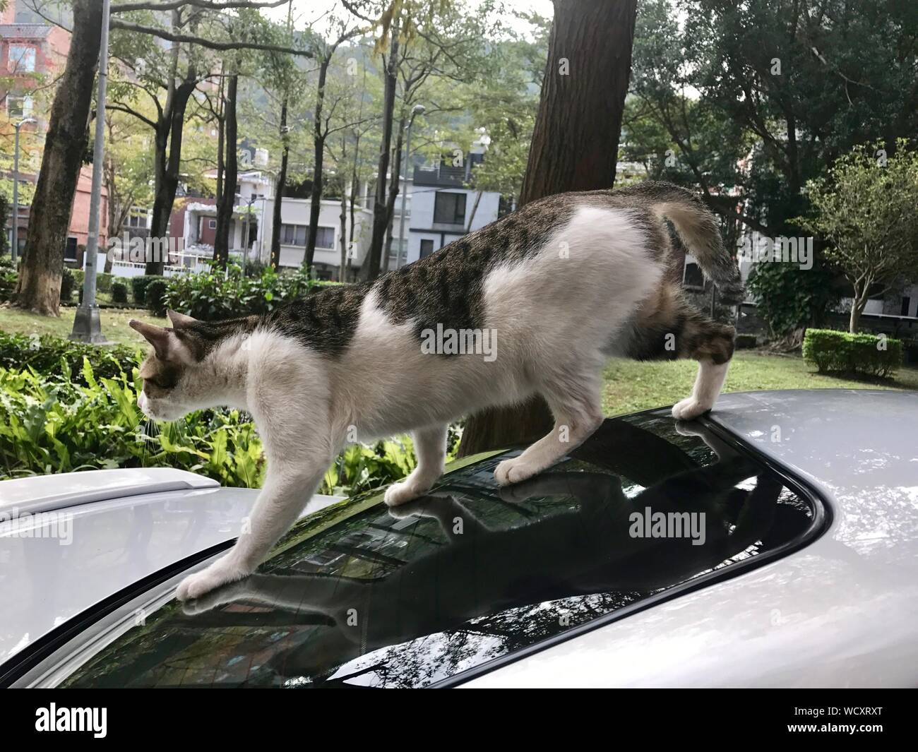 Cat on the roof of the car hires stock photography and images Alamy