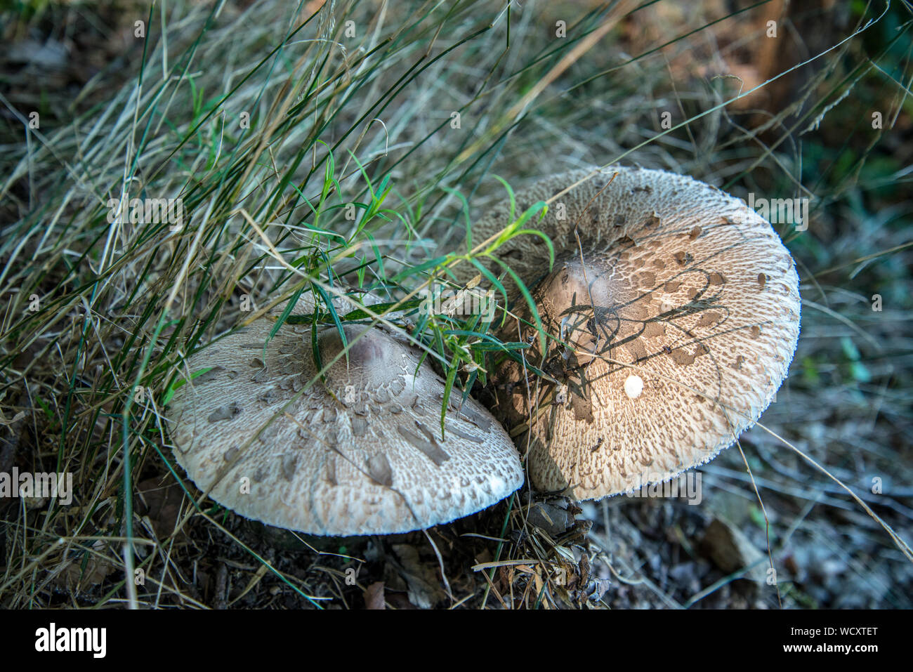 Mushrooms in sunlight Stock Photo