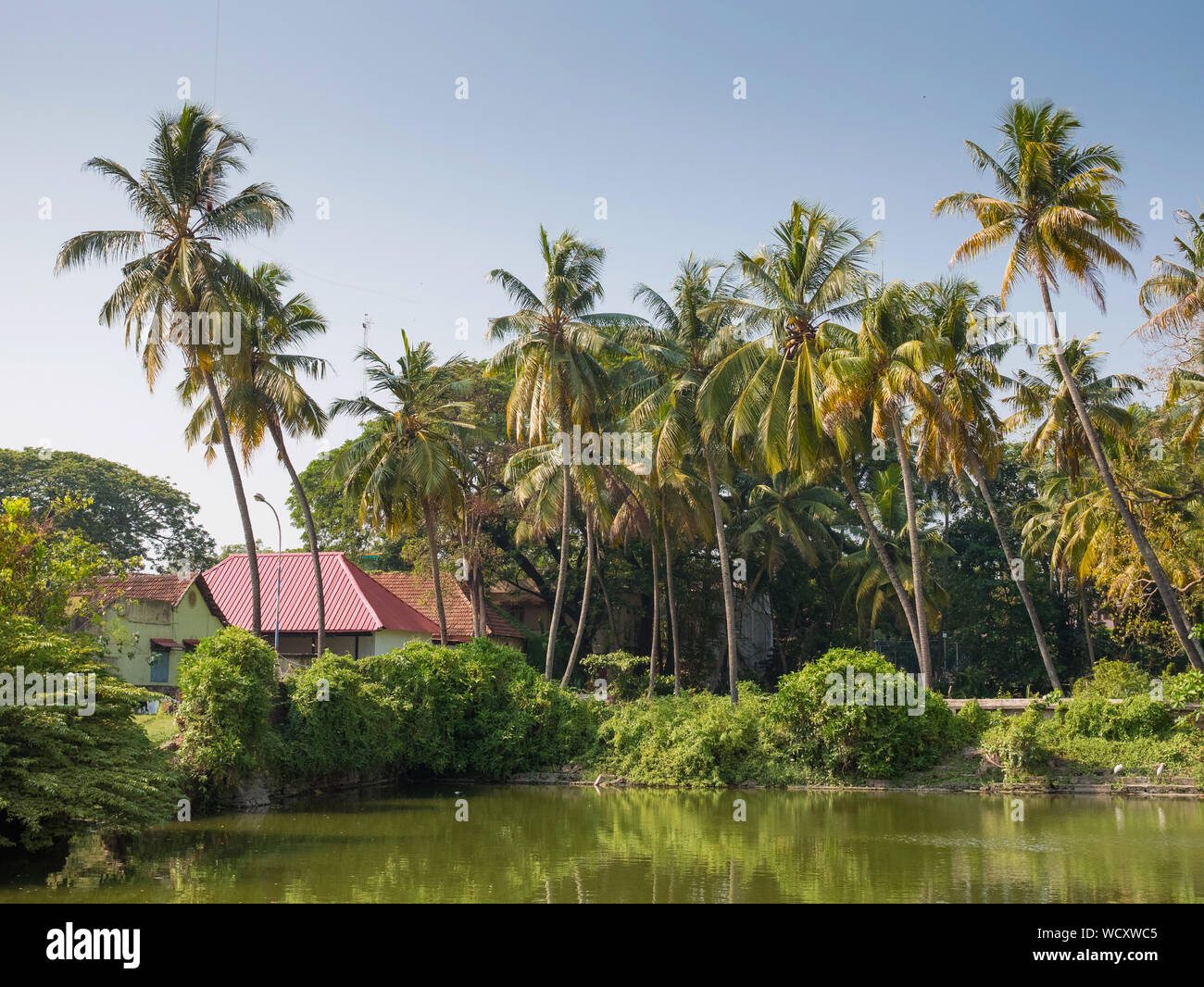 Building and palm trees on small lake, Kochi (Cochin) Ernakulam