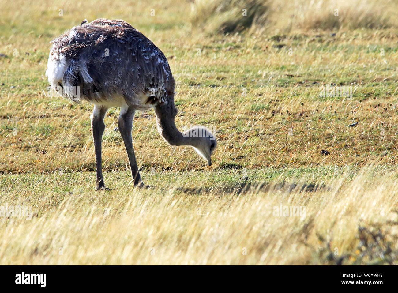Darwin's Rheas (Rhea pennata) grazing in the windswept grasslands of the Torres del Paine National Park, Chilean Patagonia Stock Photo