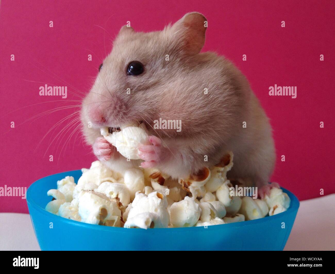 hamsters popcorn
