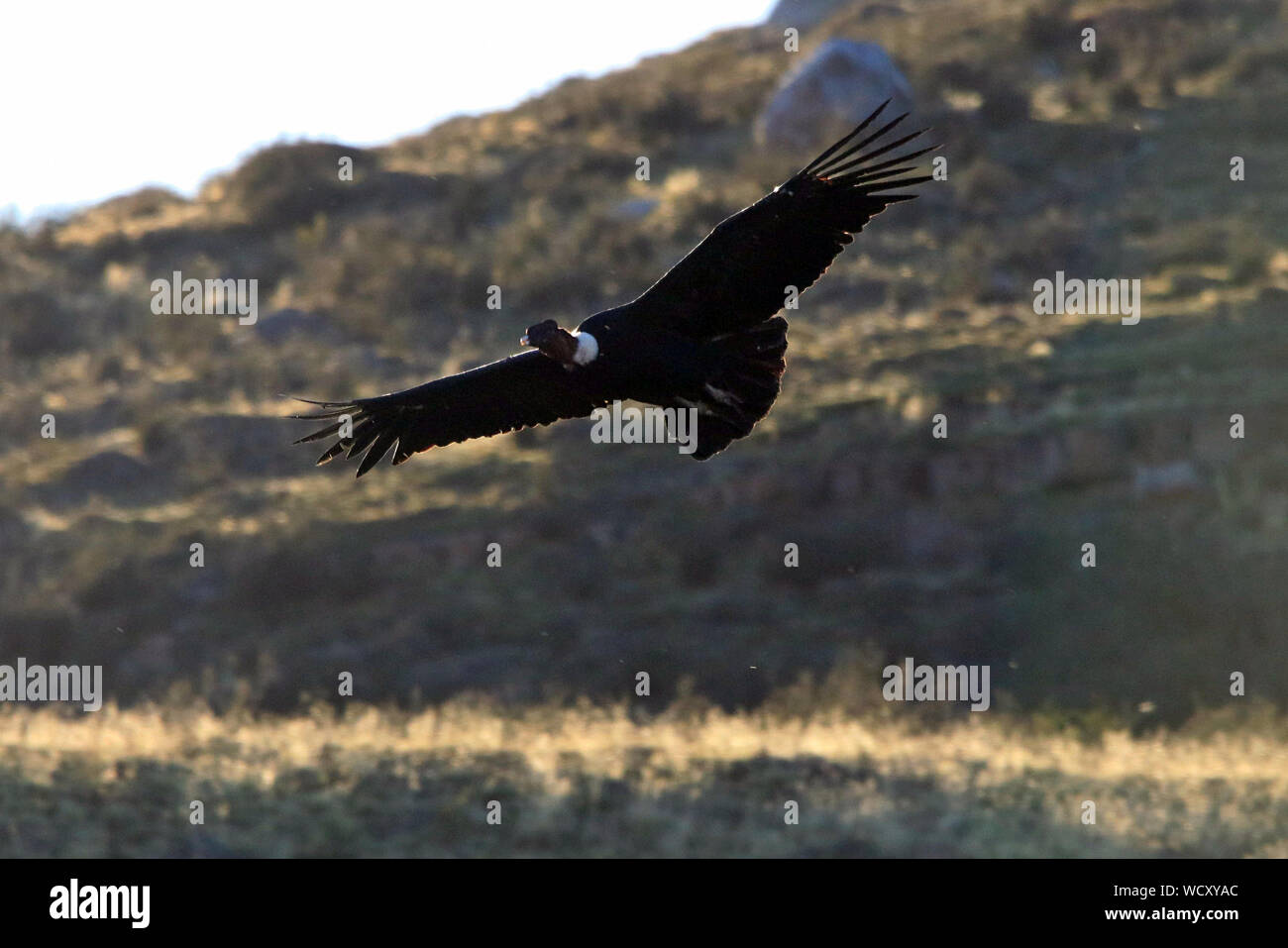 Andean condor argentina hi-res stock photography and images - Alamy