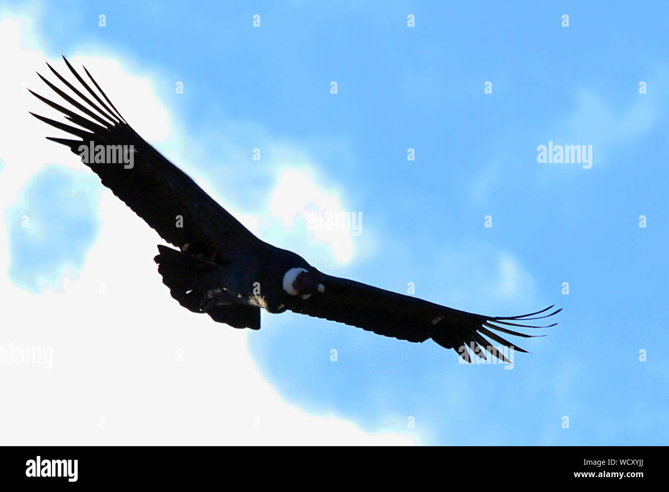 Condor wingspan hires stock photography and images Alamy