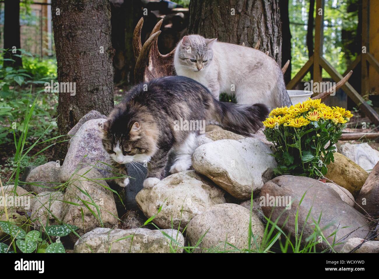 Walking on stones hires stock photography and images Alamy