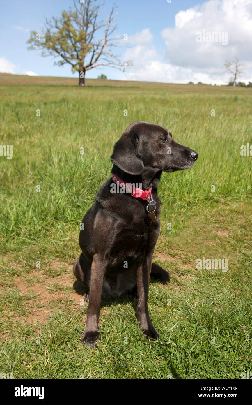 bedlington whippet rescue dogs
