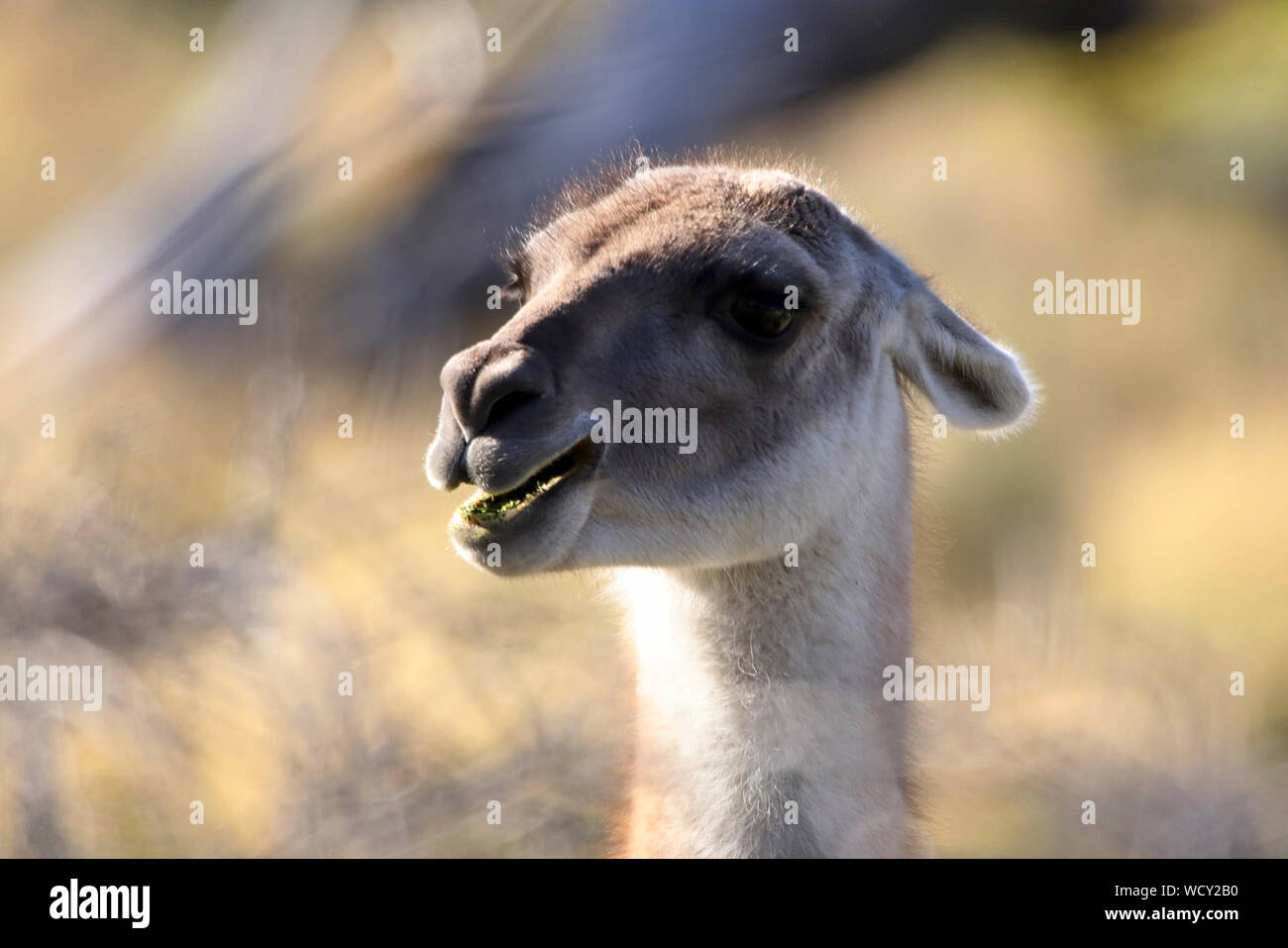 Patagonia animals mountain hi-res stock photography and images - Alamy