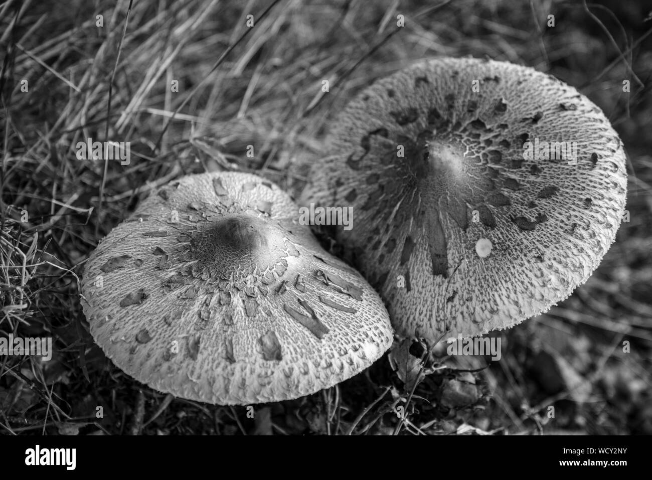 Mushrooms in sunlight Stock Photo