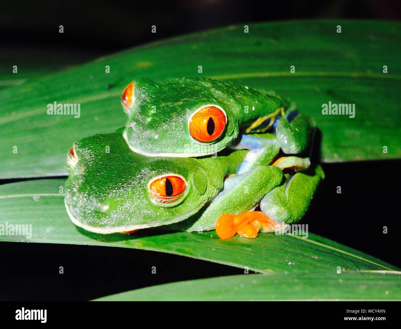 Close-up Of Red-eyed Tree Frogs Mating On Plant Stock Photo