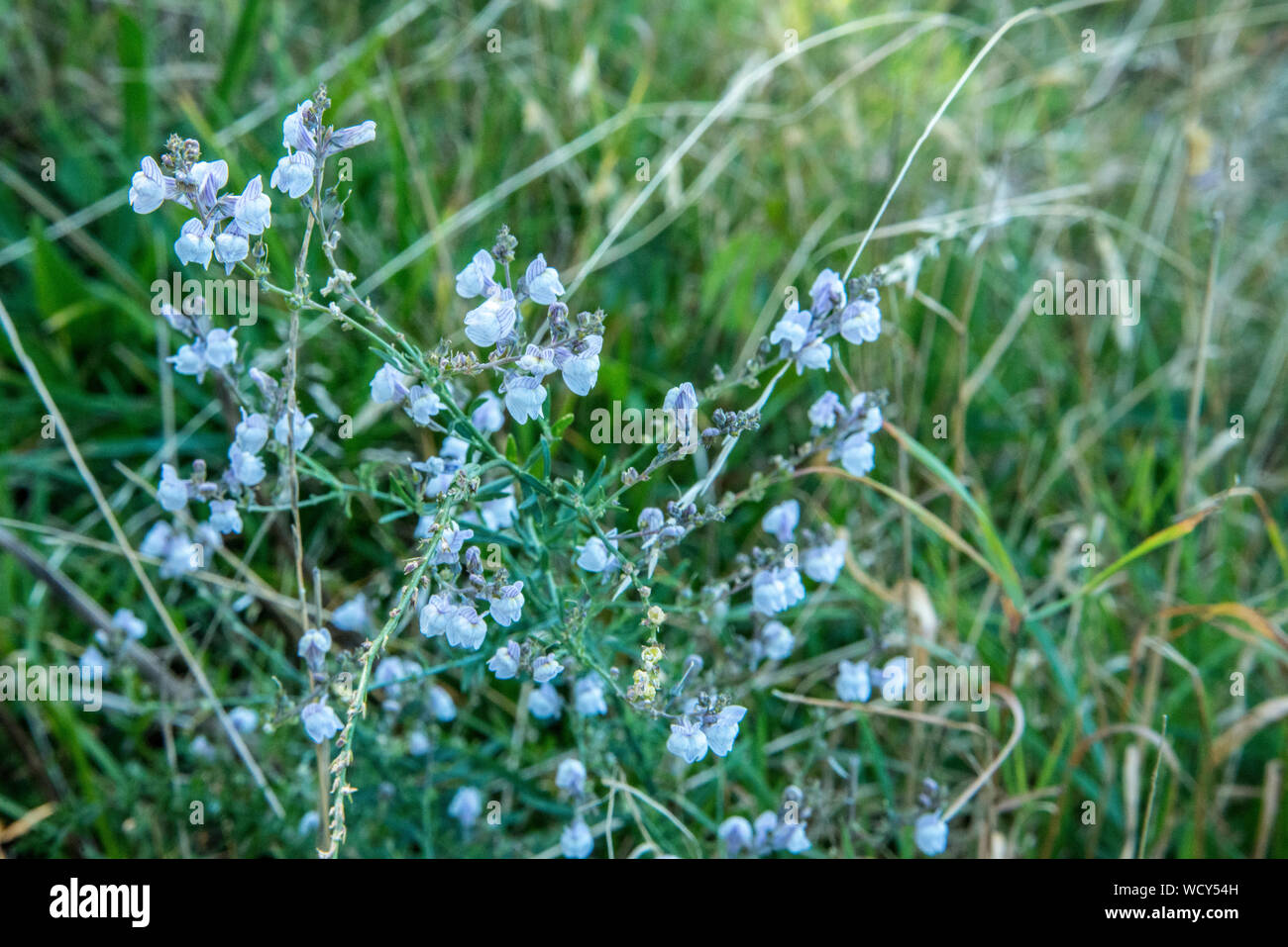 Tiny white wild orchids by the roadside Stock Photo