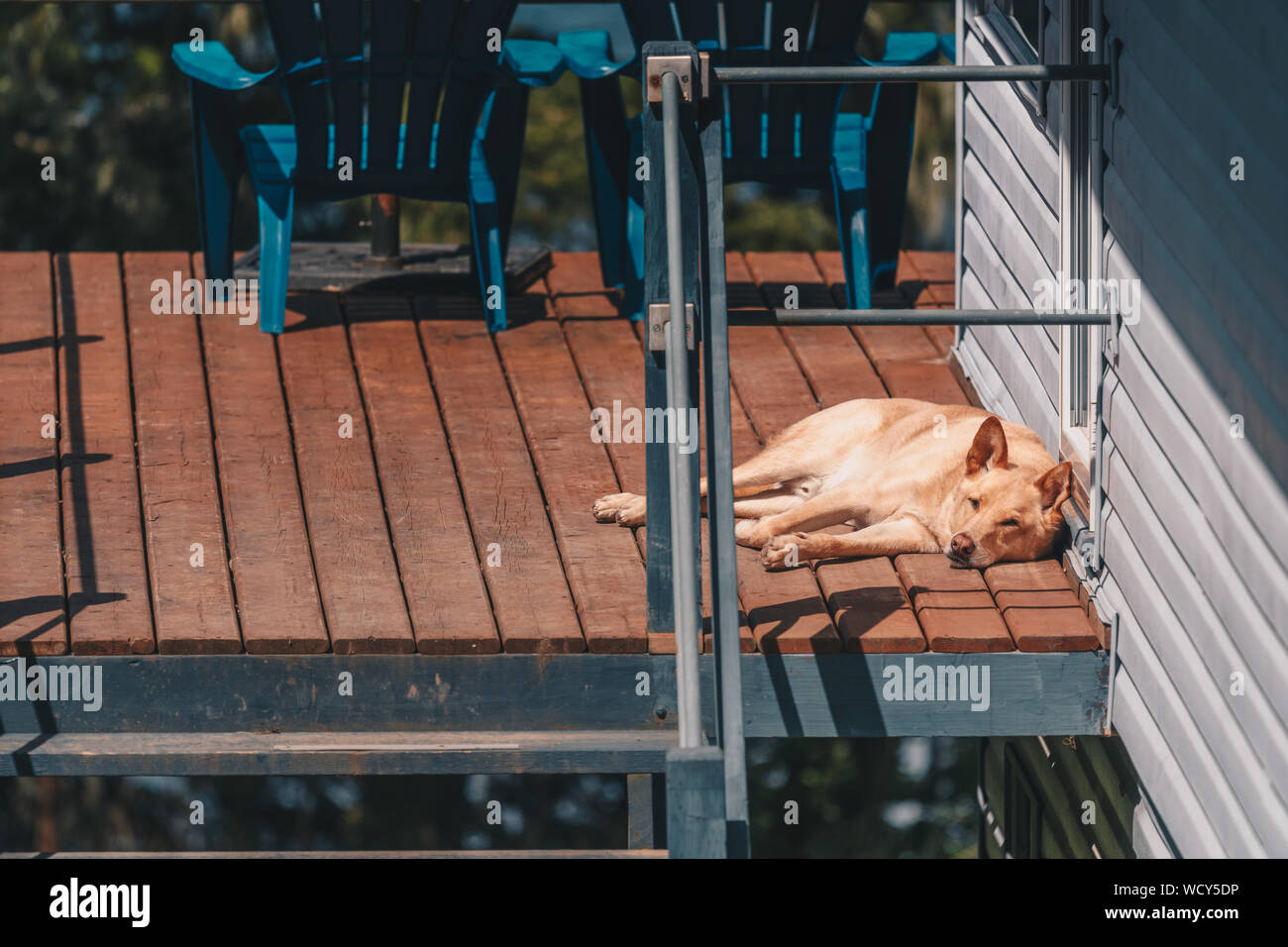 Dog Sleeping On Wooden Terrace Stock Photo Alamy