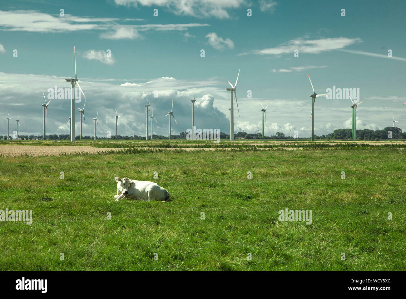 Cow Sitting On Grassy Field By Windmills Against Cloudy Sky Stock Photo