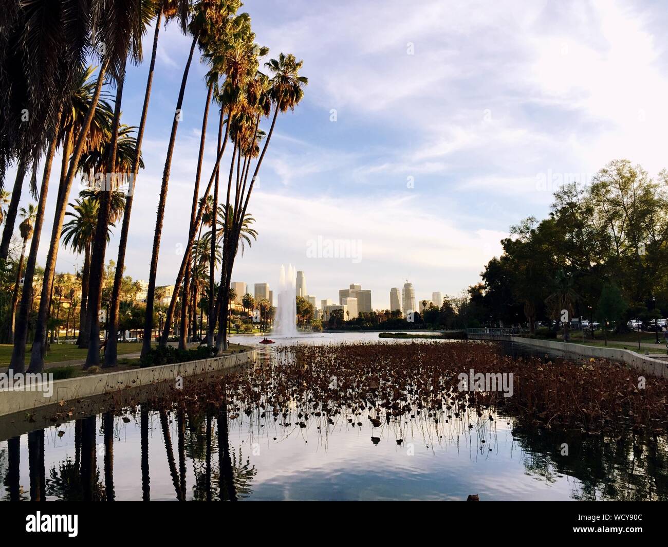 Palm trees pond hi-res stock photography and images - Alamy