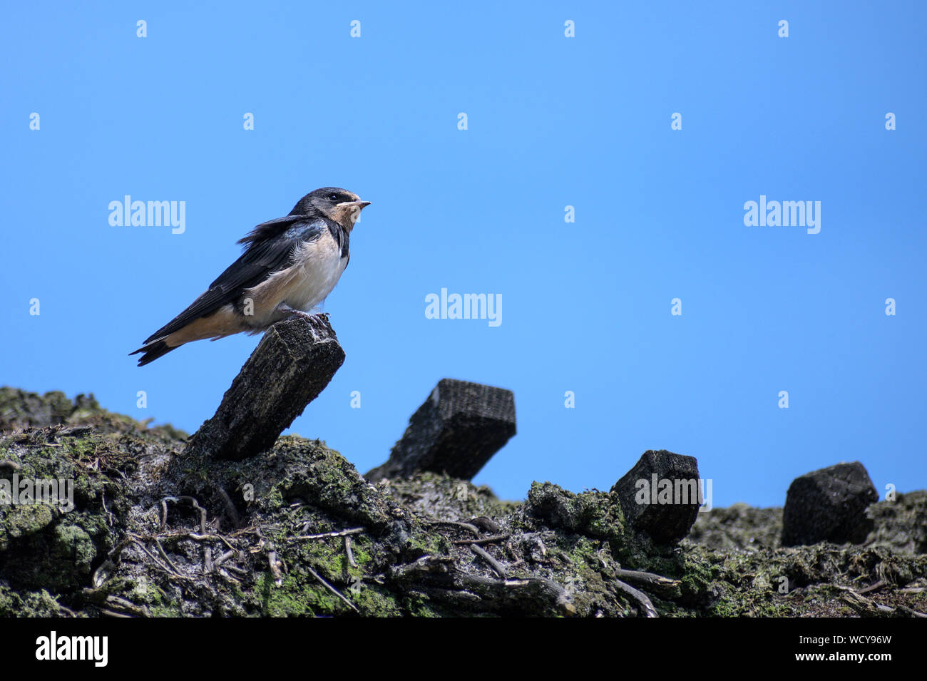 young barn swallow bird (Hirundo rustica) is perching on a thatched roof on a sunny day against the blue sky, copy space Stock Photo