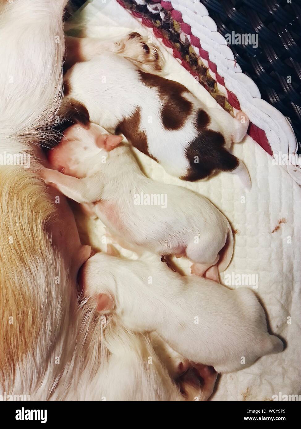 Midsection Of Female Dog Feeding Puppies On Pet Bed Stock Photo
