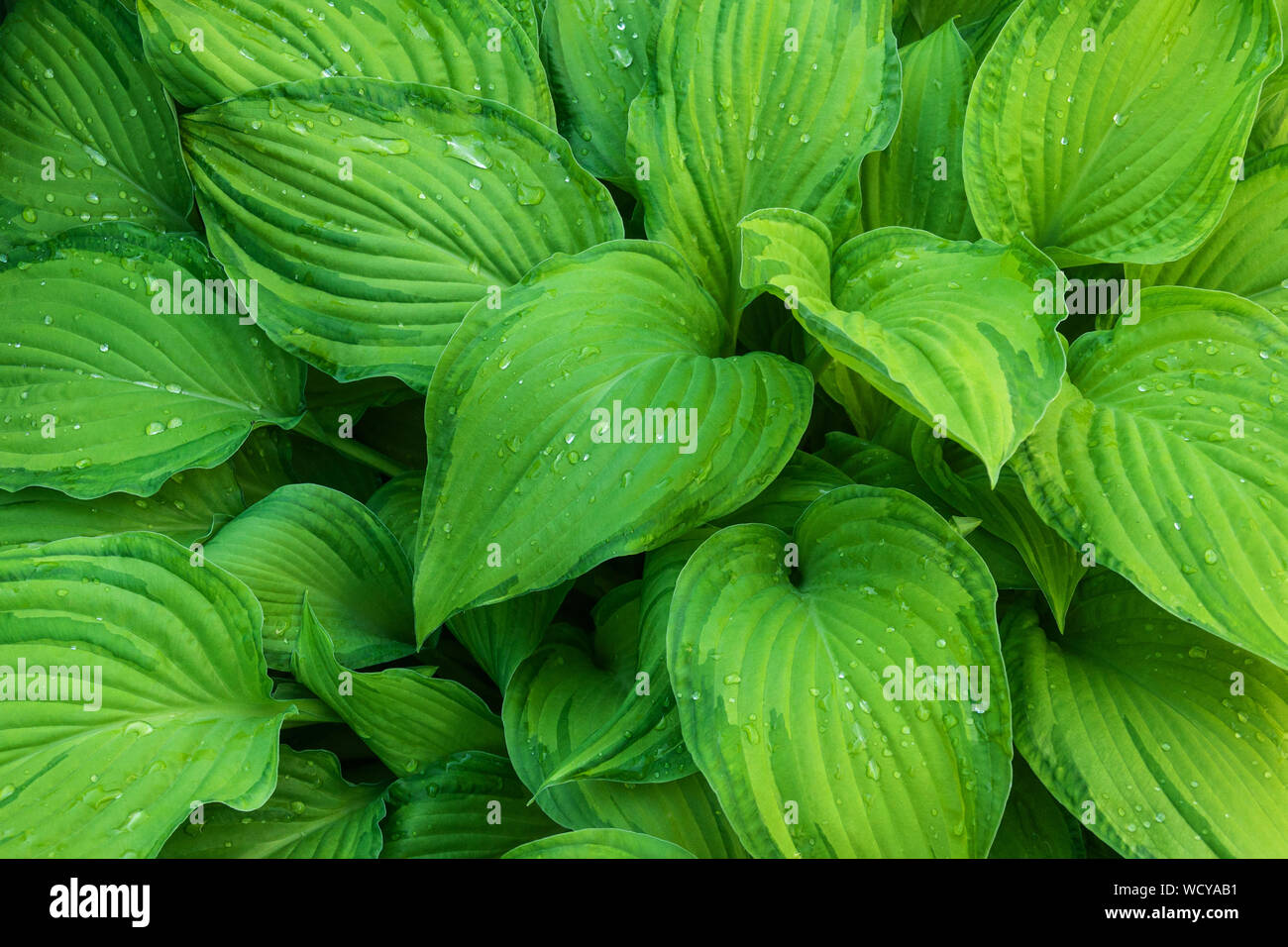 closeup of water drops on plant Hosta fortunei Gold Standard Stock Photo