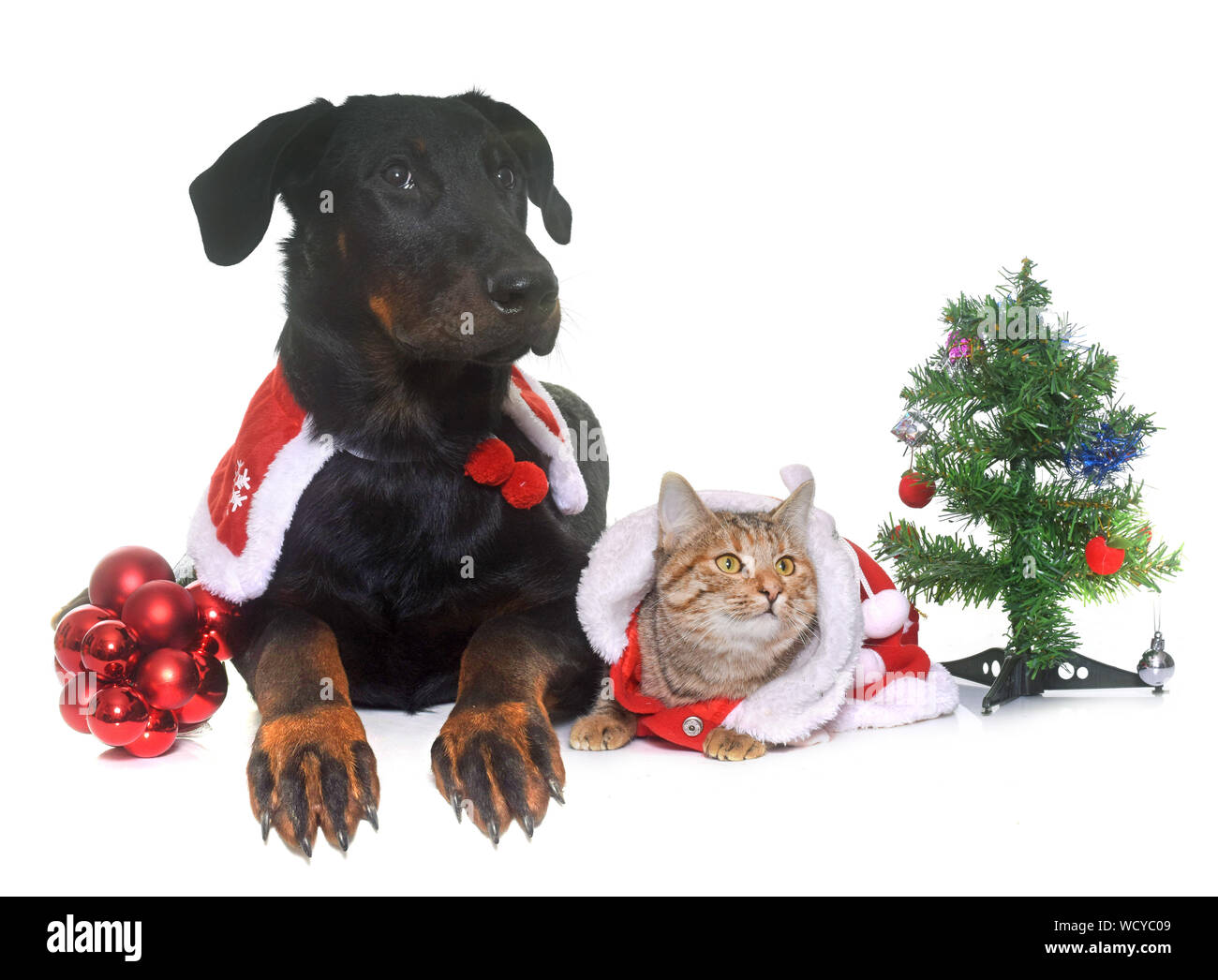 Dog And Cat Wearing Christmas Costume Against White Background Stock Photo