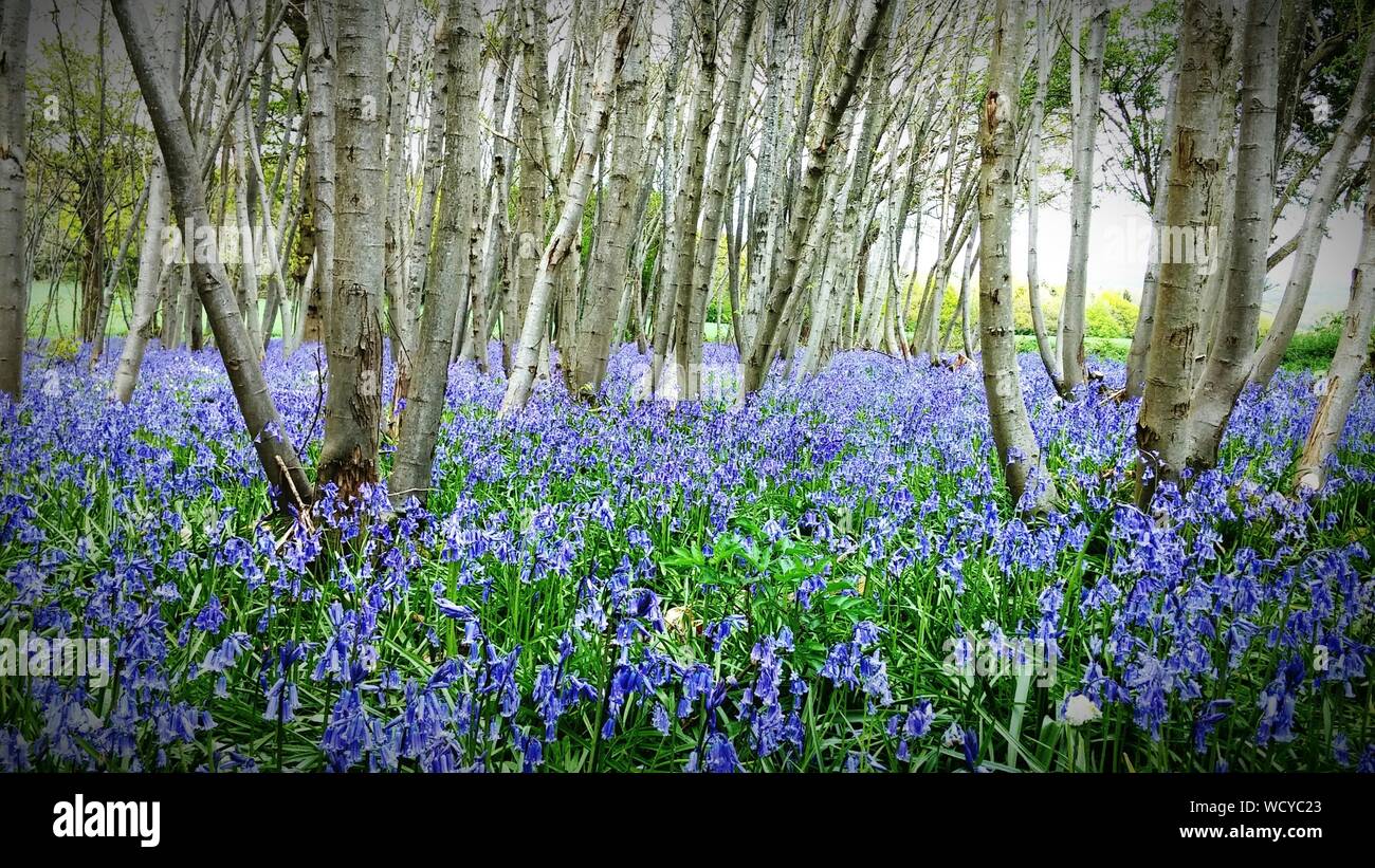 Purple blooming trees hi-res stock photography and images - Alamy