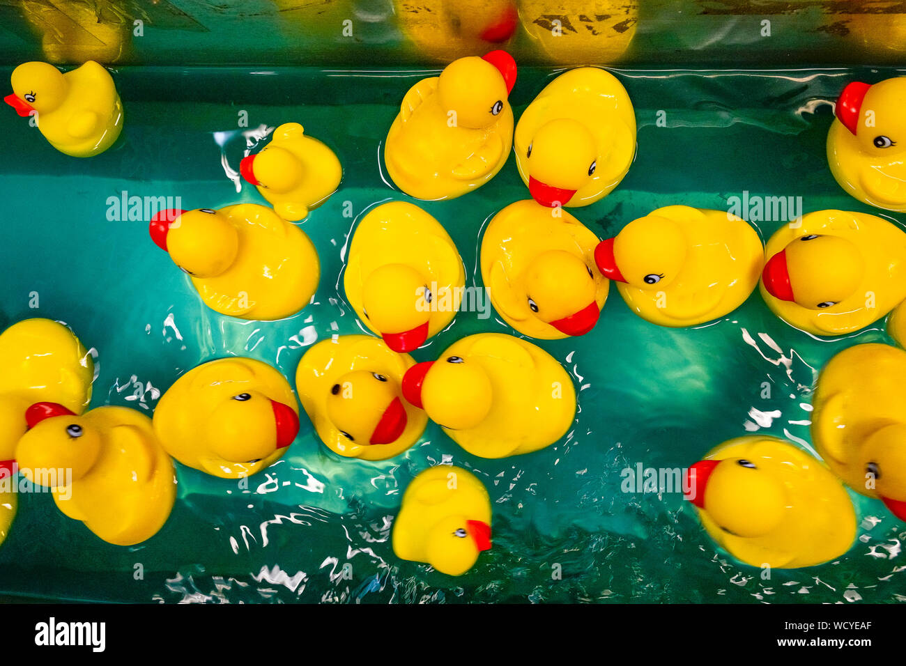 yellow rubber ducks Stock Photo