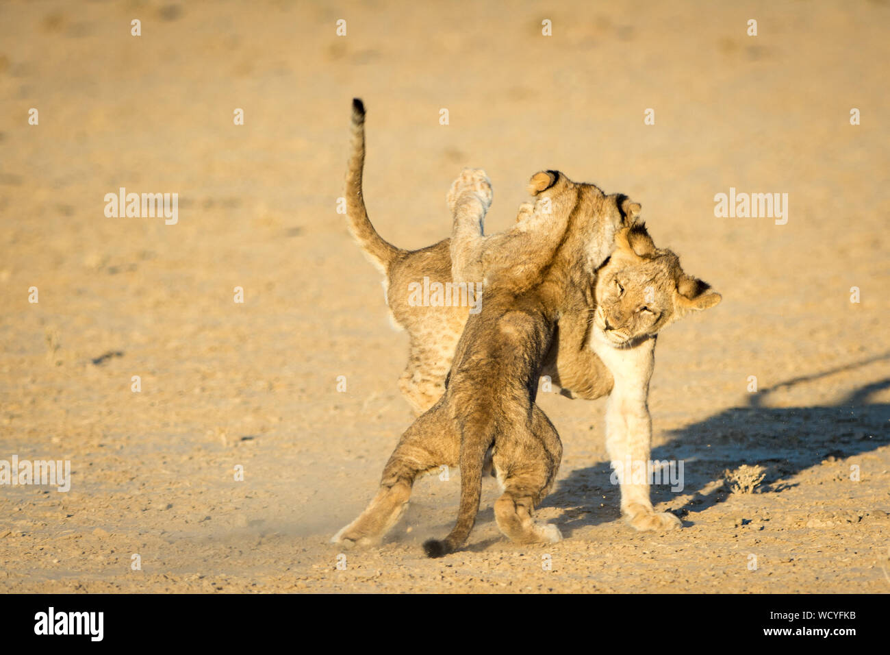 Lions Playing Outdoors Stock Photo