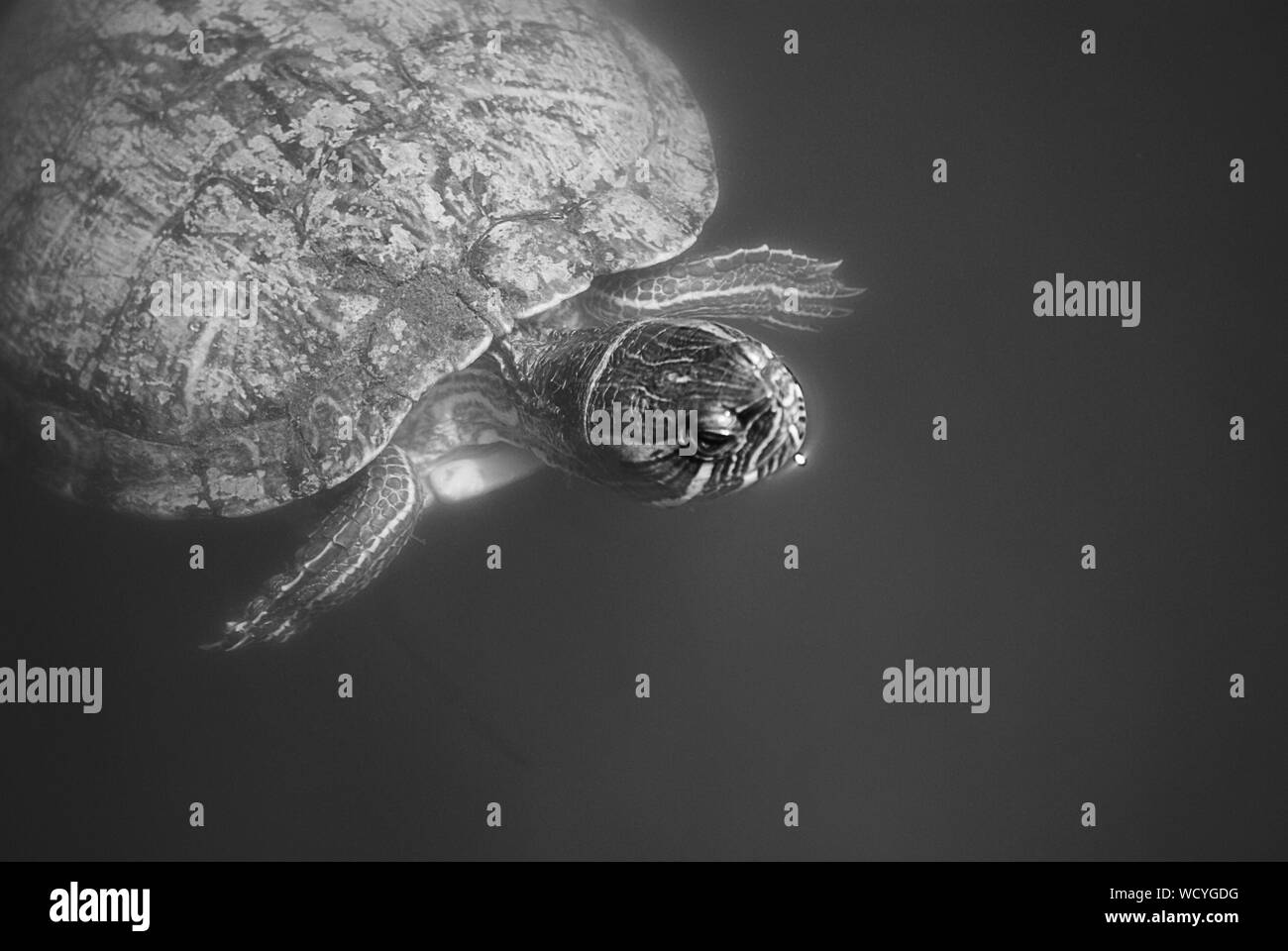 Underwater lake turtle hires stock photography and images Alamy