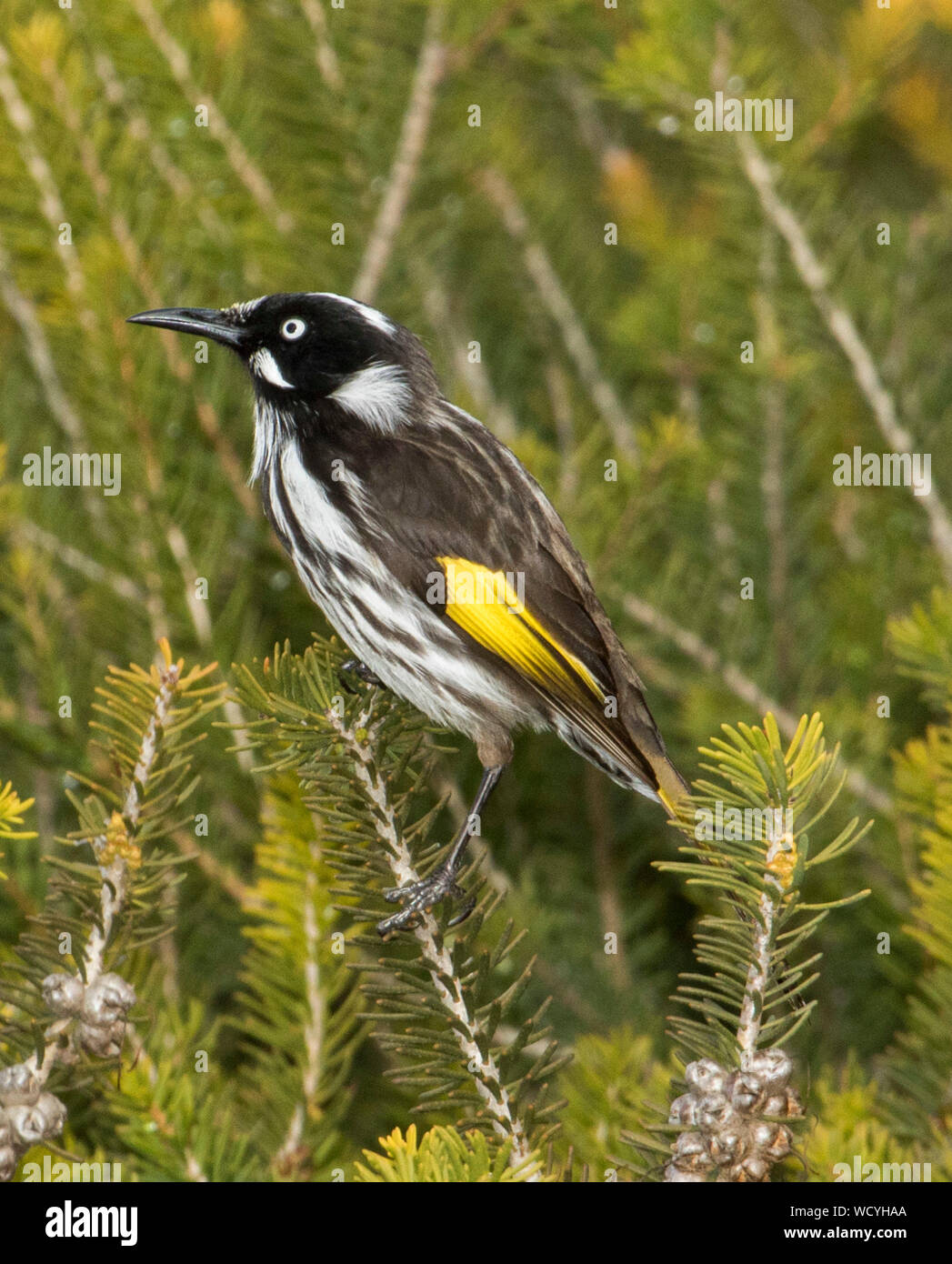 Australian New Holland honeyeater, Phylidonyris novaehollandiae among