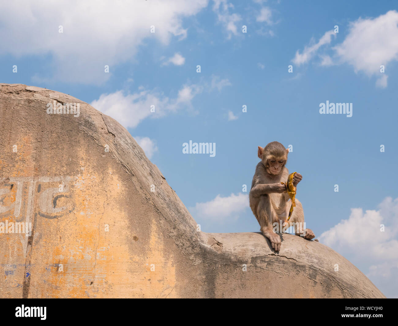 Curious Rhesus Monkey, Macaca Mulatta, peeling a banana. Mathura, Uttar  Pradesh, India, Asia Stock Photo - Alamy