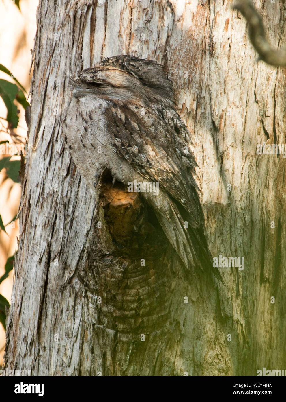 Two Australian Tawny frogmouths, Podargus strigoides, side by side and perfectly camouflaged against trunk of large tree in forest near Dorrigo NSW Stock Photo