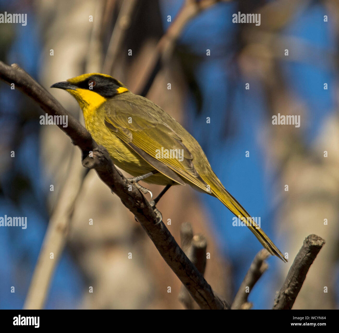 Beautiful Australian Yellow-tufted honeyeater, with gold and black face ...