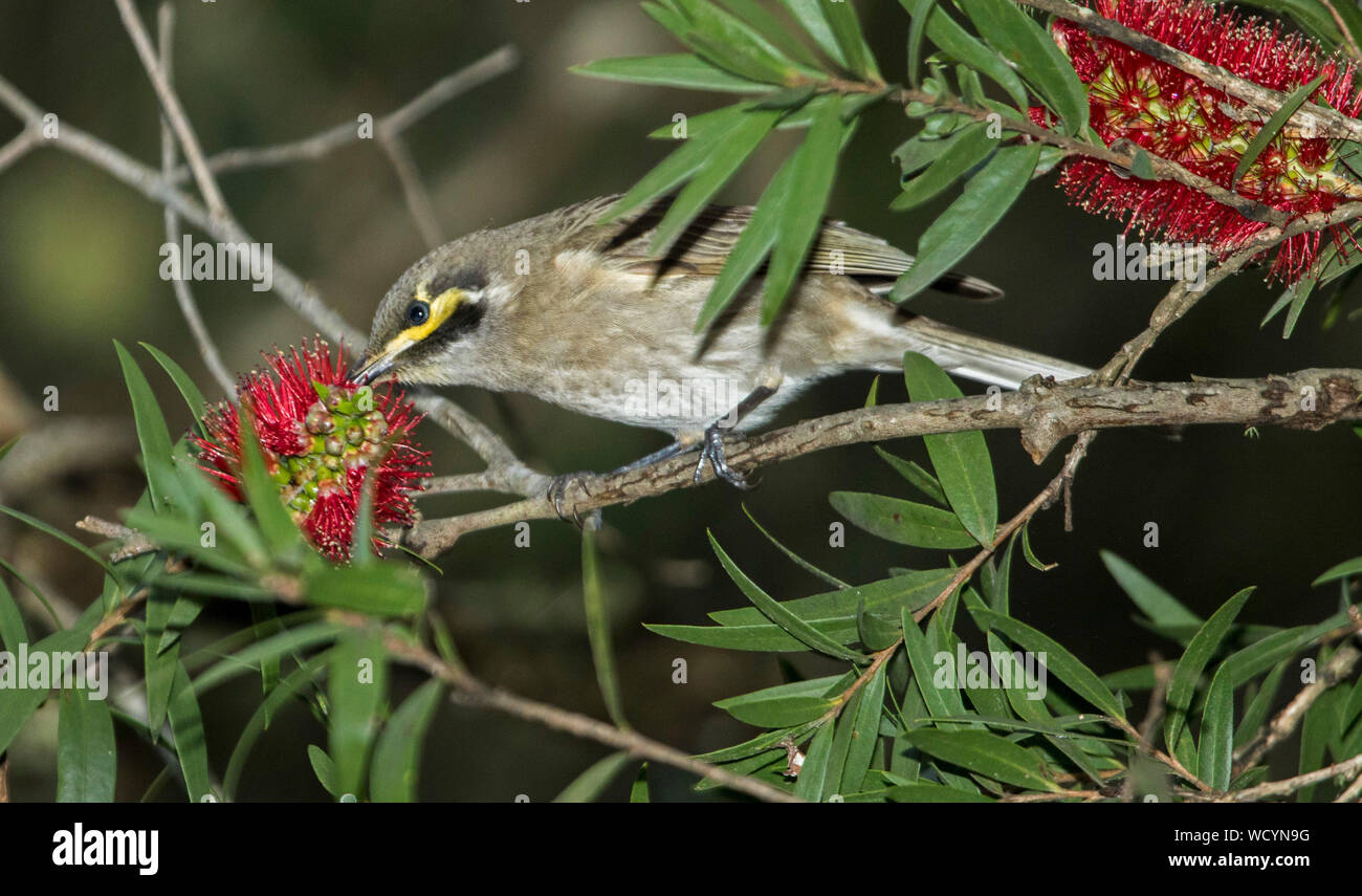 Australian Yellow-faced Honeyeater feeding on red flowers of Callistemon tree Stock Photo