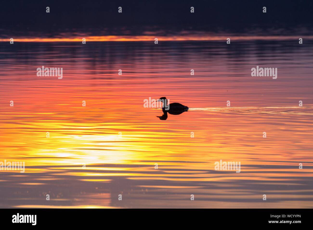 Duck sunset water silhouette hi-res stock photography and images - Alamy
