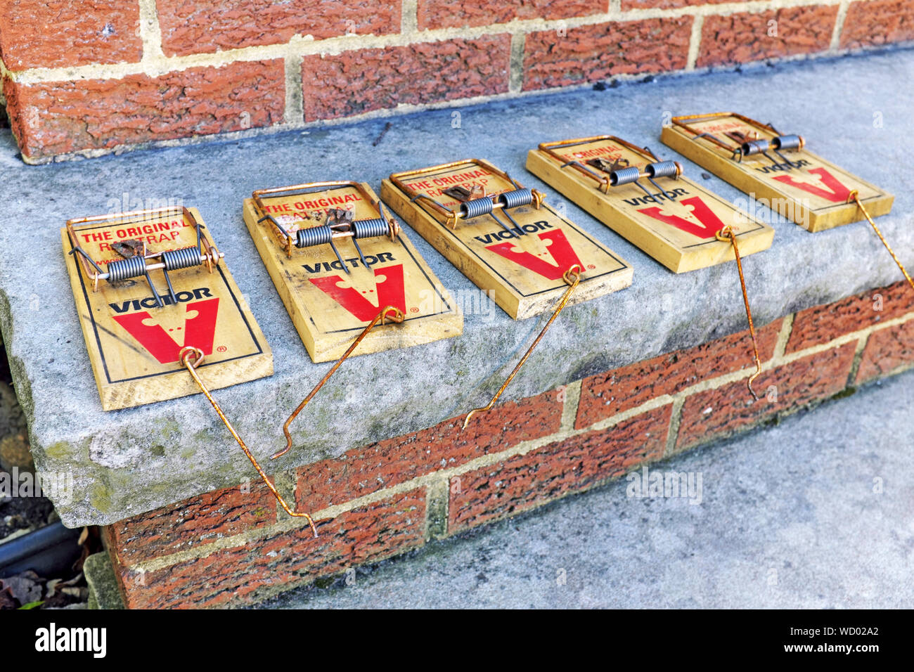 https://c8.alamy.com/comp/WD02A2/five-unset-manual-victor-rat-traps-lined-up-on-steps-ready-to-be-bated-WD02A2.jpg