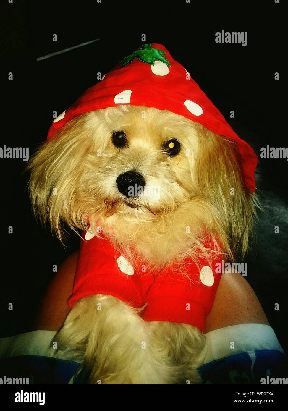 bichon frise clothes