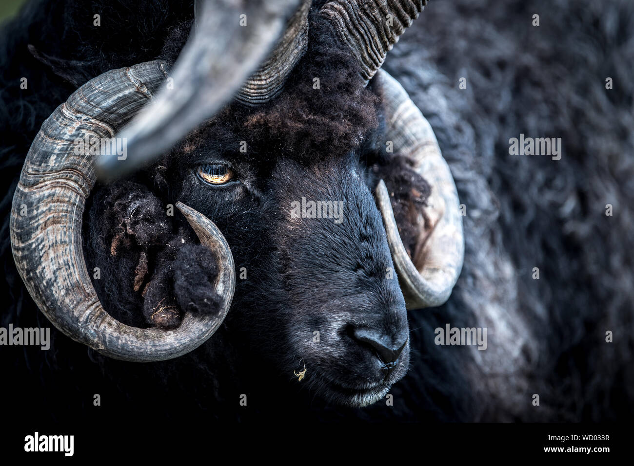 Close-up Of Sheep Stock Photo