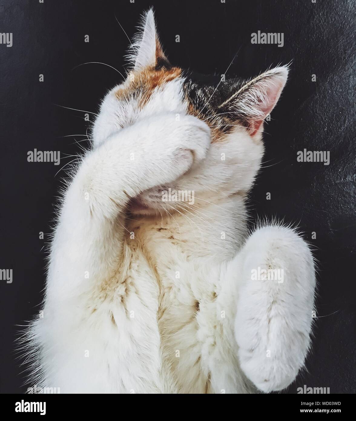 Cat rubbing hires stock photography and images Alamy