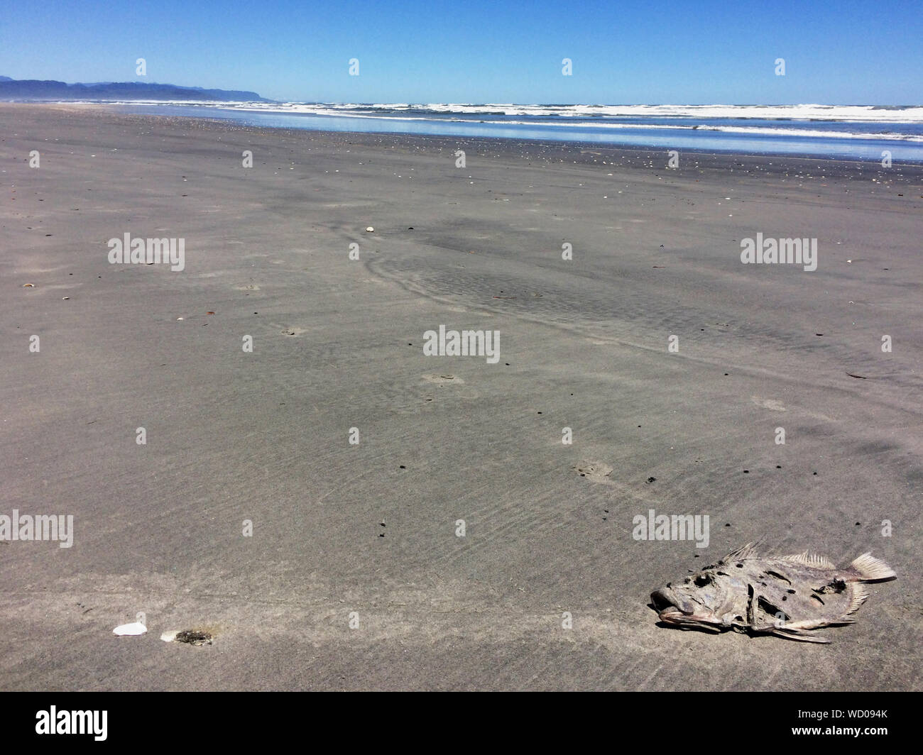 Fish skeleton beach hi-res stock photography and images - Alamy