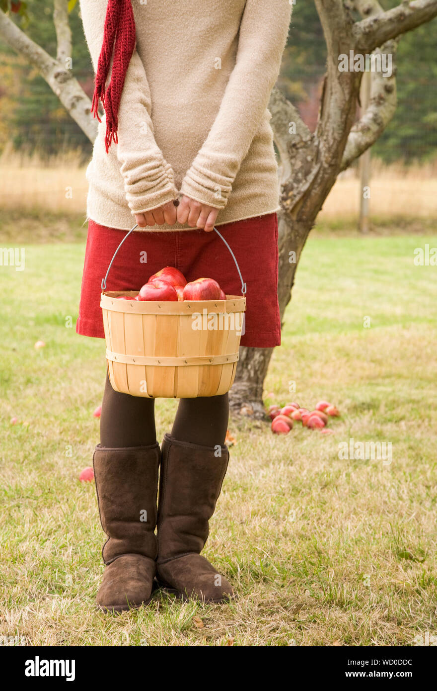 Young woman holding bushel basket of apples in orchard. People outdoors in fall season enjoying nature in the country. Stock Photo