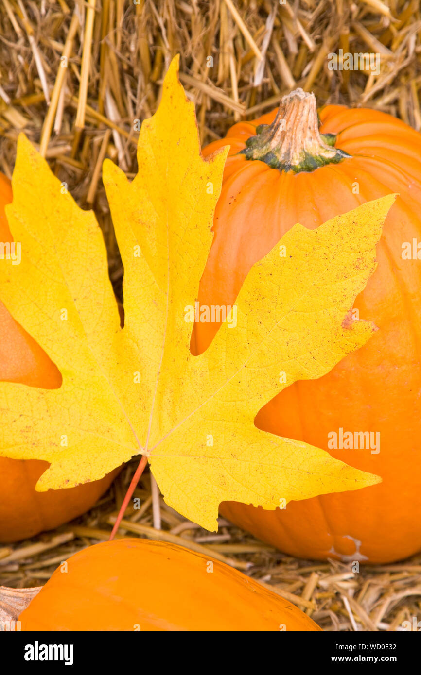 Pumpkins and bright yellow maple leaf on hay bales. Fall colors in the country seasonal background. Selective focus on leaf. Stock Photo