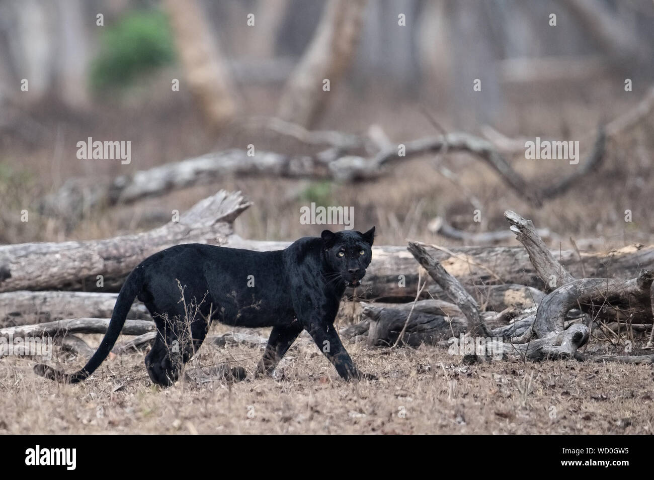 Portrait Of Black Panther Walking On Field In Forest Stock Photo - Alamy