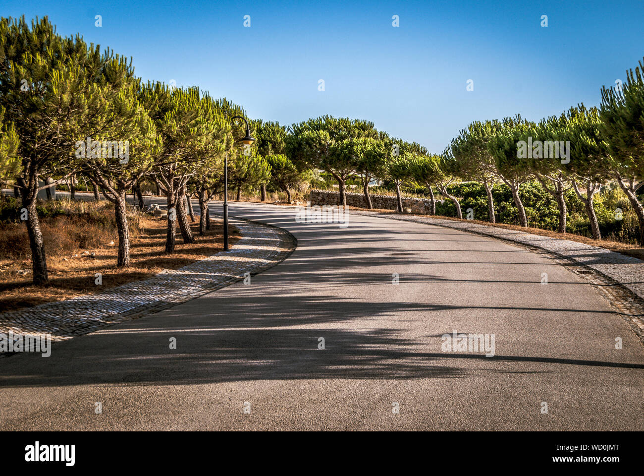 Surface Level Of Footpath Along Trees Stock Photo