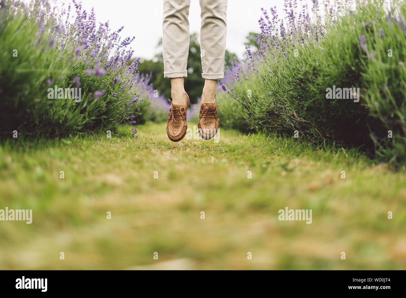 Low Section Of A Person Jumping Between Lavender Rows Stock Photo