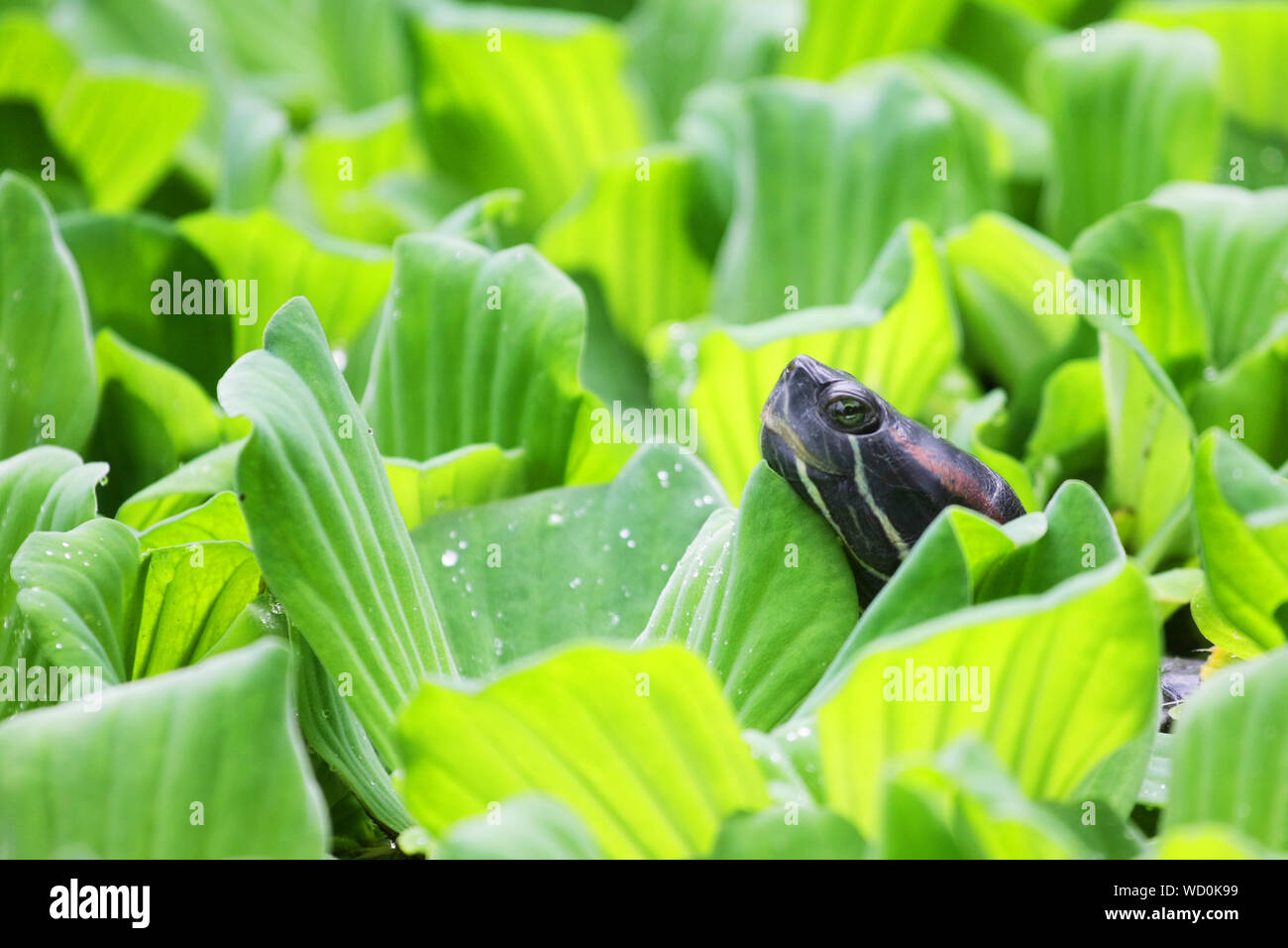 In water lettuce hires stock photography and images Alamy